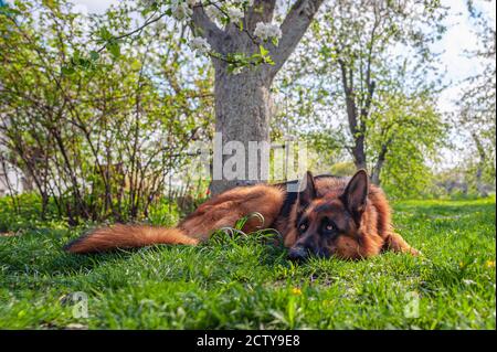 Schöner großer deutscher Schäferhund, der auf dem Gras liegt Der Garten im Sommer Stockfoto