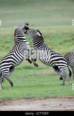 Burchells Zebras (Equus burchelli) kämpfen auf einem Feld, Ngorongoro Crater, Ngorongoro, Tansania Stockfoto