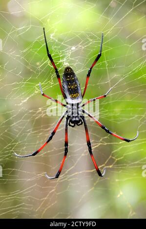 Nahaufnahme eines goldenen Seidenwebers, Andasibe-Mantadia National Park, Madagaskar Stockfoto