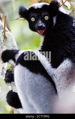 Nahaufnahme eines Indri lemur (Indri indri), Andasibe-Mantadia Nationalpark, Madagaskar Stockfoto