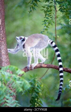 Ringschwanz-Lemur (Lemur catta), der einen Baum klettert, Berenty, Madagaskar Stockfoto