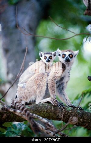 Ringschwanz-Lemur (Lemur catta) mit seinem jungen, Berenty, Madagaskar Stockfoto