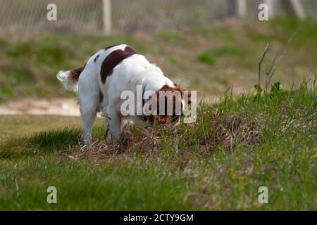 Nahaufnahme eines Brittany Spaniel Hundes auf einer Wiese. Der weiß-braun gefleckte Hund ist ängstlich schnüffeln etwas im Gras versuchen, eine zu entdecken Stockfoto