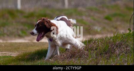 Nahaufnahme eines Spanielhundes, der eine schnelle Wendung macht, während er auf einer Wiese frei läuft. Er hält an und schaut mit geöffnetem Mund und tong in die andere Richtung Stockfoto