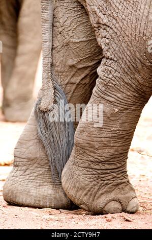 Nahaufnahme von Beinen und Schwanz eines afrikanischen Elefanten (Loxodonta africana), Lake Manyara, Tansania Stockfoto