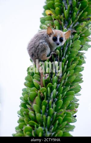 Nahaufnahme eines Grauen Mauslemurs (Microcebus murinus) auf einem Baum, Berenty, Madagaskar Stockfoto