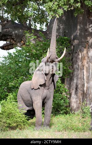 Afrikanischer Elefant (Loxodonta africana), der nach Baobab (Adansonia digitata)-Baumblättern greift, Tarangire-Nationalpark, Tansania Stockfoto