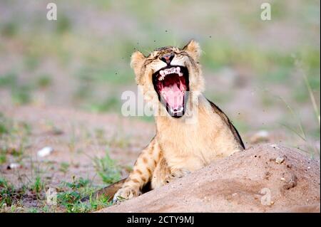 Fliegt auf dem Kopf des Löwenjungen (Panthera leo), Tarangire National Park, Tansania Stockfoto