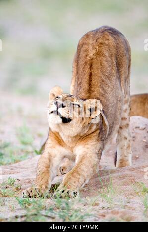 Löwin (Panthera leo) in einem Wald, Tarangire Nationalpark, Tansania Stockfoto