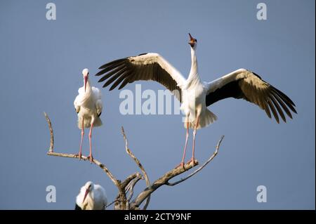 Drei Weißstörche (Ciconia ciconia) auf Ästen, Tarangire Nationalpark, Tansania Stockfoto