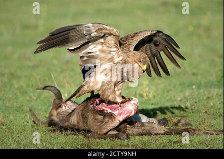 Waldadler (Aquila rapax), der ein totes Tier frisst, Ndutu, Ngorongoro, Tansania Stockfoto