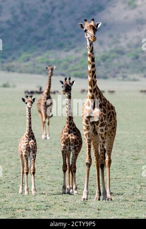 Giraffen (Giraffa camelopardalis) in einem Wald stehend, See Manyara, Tansania Stockfoto