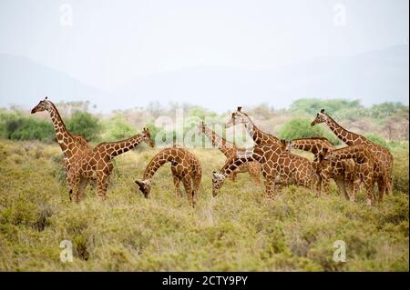 Netzgiraffen (Giraffa camelopardalis reticulata) auf einem Feld weiden, Samburu National Park, Rift Valley Province, Kenia Stockfoto