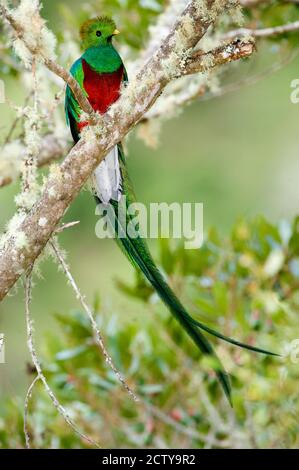 Nahaufnahme eines strahlenden Quetzals (Pharomachrus mocinno), der auf einer Zweigstelle, Savegre, Costa Rica, steht Stockfoto