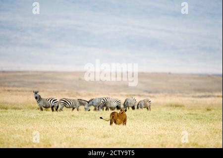 Löwin (Panthera leo), die eine Herde Zebras betrachtet, Ngorongoro Crater, Ngorongoro, Tansania Stockfoto