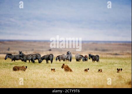 Löwenfamilie (Panthera leo) beim Betrachten einer Herde Zebras auf einem Feld, Ngorongoro Krater, Ngorongoro, Tansania Stockfoto