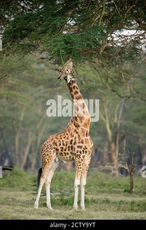 Rothschild-Giraffe (Giraffa camelopardalis rothschildi), die sich von Baumblättern ernährt, Lake Nakuru National Park, Kenia Stockfoto