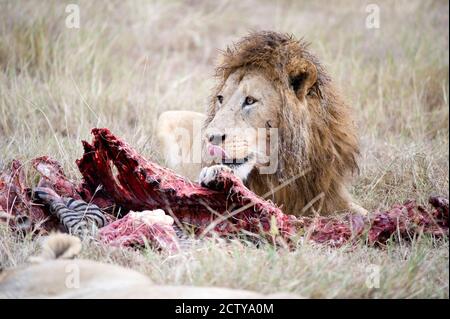 Löwe (Panthera leo), der ein Zebra isst, Ngorongoro Krater, Ngorongoro, Tansania Stockfoto