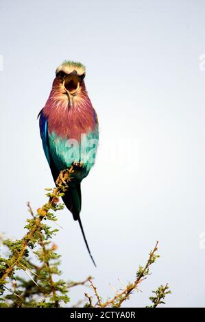 Fliederreiher Roller (Coracias caudatus), ein Vogel, der auf einem Zweig steht, Tarangire National Park, Tansania Stockfoto