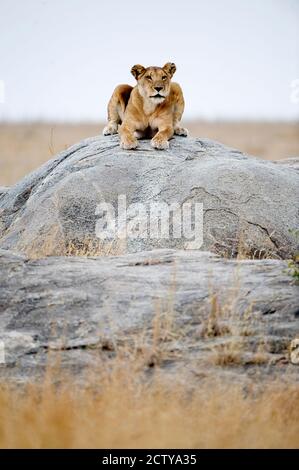 Löwin (Panthera leo) auf einem Felsen sitzend, Serengeti, Tansania Stockfoto