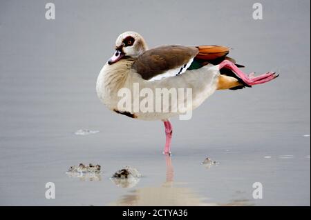 Ägyptische Gans (Alopochen aegyptiacus) im Wasser stehend, Ngorongoro Krater, Ngorongoro, Tansania Stockfoto