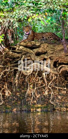 Jaguar (Panthera onca) Ruhe am Flussufer, Three Brothers River, Treffen des Waters State Park, Pantanal Wetlands, Brasilien Stockfoto