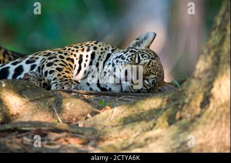 Jaguar (Panthera onca) ruht auf einem Baumstamm, Three Brothers River, Treffen des Waters State Park, Pantanal Wetlands, Brasilien Stockfoto