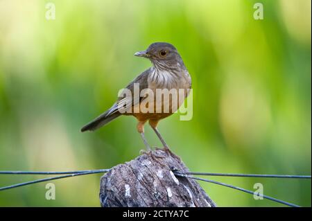 Nahaufnahme einer Rufous-bauchigen Drossel (Turdus rufidentris), Three Brothers River, Treffen des Waters State Park, Pantanal Wetlands, Brasilien Stockfoto