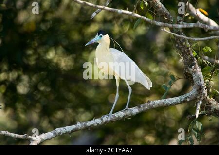 Gedeckter Reiher (Pilherodius pileatus) auf einem Zweig, Three Brothers River, Treffen des Waters State Park, Pantanal Wetlands, Brasilien Stockfoto