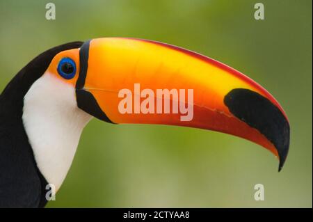 Nahaufnahme eines Toco Tucan (Ramphastos toco), Three Brothers River, Treffen des Waters State Park, Pantanal Wetlands, Brasilien Stockfoto