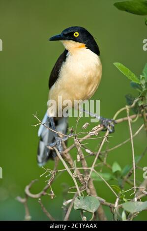 Nahaufnahme eines Donacobius (Donacobius atricapilla), Fluss der drei Brüder, Treffen des Waters State Park, Pantanal Wetlands, Brasilien Stockfoto