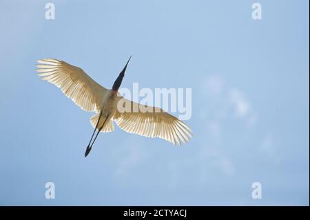 Jabiru Storch (Jabiru mycteria) im Flug, Three Brothers River, Treffen des Waters State Park, Pantanal Wetlands, Brasilien Stockfoto