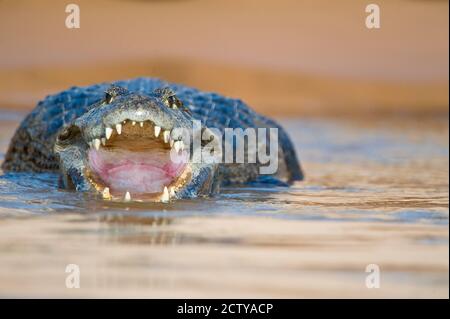 Yacare caiman (Caiman crocodilus yacare) in einem Fluss, Three Brothers River, Treffen des Waters State Park, Pantanal Wetlands, Brasilien Stockfoto