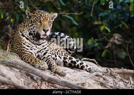 Jaguar (Panthera onca) snarling, Three Brothers River, Treffen des Waters State Park, Pantanal Wetlands, Brasilien Stockfoto