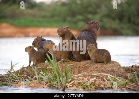Capybara (Hydrochoerus hydrochaeris) Familie auf einem Felsen, Three Brothers River, Treffen des Waters State Park, Pantanal Wetlands, Brasilien Stockfoto