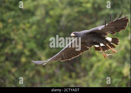 Great Black Hawk (Buteogallus urubitinga) im Flug, Three Brothers River, Treffen des Waters State Park, Pantanal Wetlands, Brasilien Stockfoto