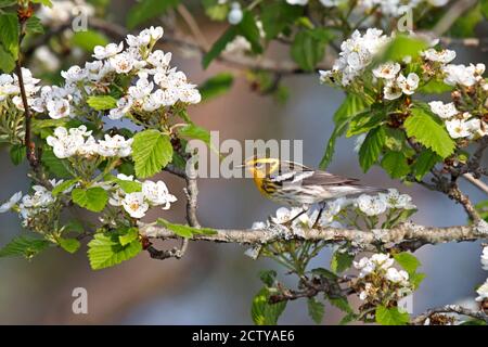 Ein Schwarzburner-Waldsänger blickt über eine Apfelblüte. Leuchtendes Gelb mit schwarzen Streifen sticht der Waldsänger von den grünen Blättern und der weißen Blüte ab Stockfoto