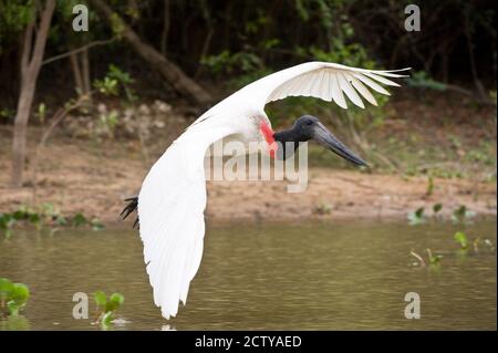 Jabiru Storch (Jabiru mycteria) im Flug, Three Brothers River, Treffen des Waters State Park, Pantanal Wetlands, Brasilien Stockfoto