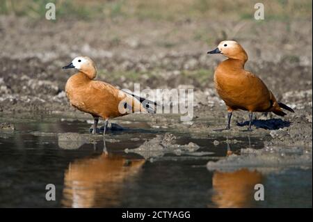 Nahaufnahme von zwei Ruddy Shelduck (Tadorna ferruginea) in Wasser, Keoladeo National Park, Rajasthan, Indien Stockfoto