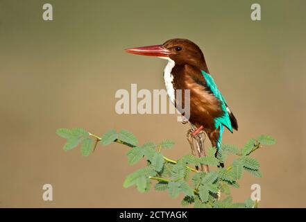 Weißkehlenfischer (Halcyon smyrnensis) auf einem Baum, Keoladeo National Park, Rajasthan, Indien Stockfoto