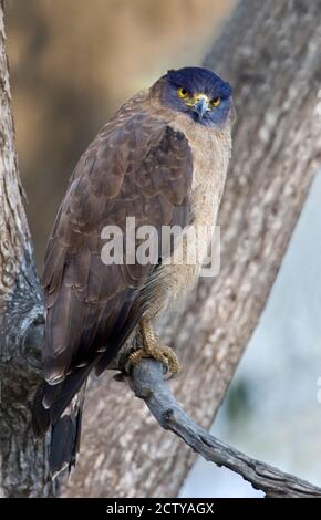 Crested Serpent Adler (Spilornis cheela) auf Baum, Kanha-Nationalpark, Madhya Pradesh, Indien Stockfoto