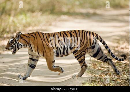 Bengal Tiger (Panthera tigris tigris) Wandern in einem Wald, Bandhavgarh National Park, Umaria District, Madhya Pradesh, Indien Stockfoto