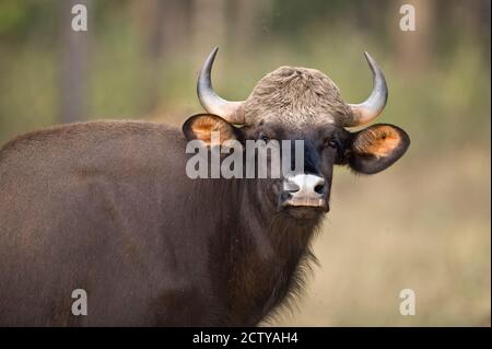 Nahaufnahme eines Gaurus (Bos gaurus), Bandhavgarh National Park, Umaria District, Madhya Pradesh, Indien Stockfoto