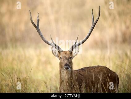 Nahaufnahme eines Sumpfwildes (Rucervus duvaucelii), Kanha-Nationalpark, Madhya Pradesh, Indien Stockfoto