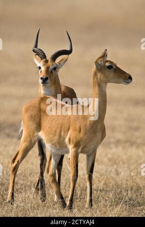 Paar ugandische Kobs (Kobus Kob thomasi) Paarungsverhalten Sequenz, Queen Elizabeth National Park, Uganda Stockfoto