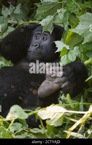 Berggorilla (Gorilla beringei beringei) im Wald, Bwindi Impenetrable National Park, Uganda Stockfoto
