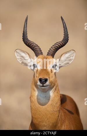 Nahaufnahme eines ugandischen Kob (Kobus Kob thomasi), Queen Elizabeth National Park, Uganda Stockfoto