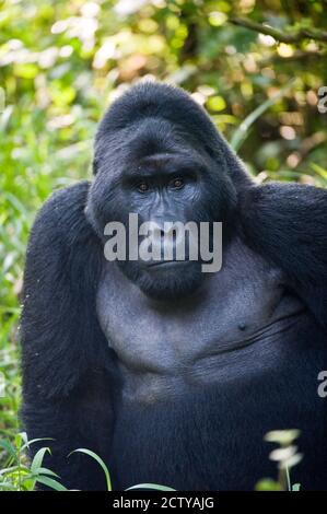 Nahaufnahme einer Berggorilla (Gorilla beringei beringei), Bwindi Impenetrable Nationalpark, Uganda Stockfoto