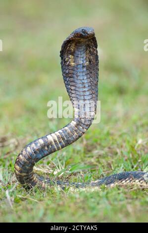 Nahaufnahme eines ägyptischen Cobra (Heloderma horridum) Aufzucht, Lake Victoria, Uganda Stockfoto