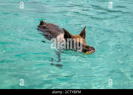 Die berühmten schwimmenden Schweine (Wildschweine) der Bahamas leben auf einer unbewohnten Insel in Exuma namens Big Major Cay (besser bekannt als Schweineinsel). Stockfoto